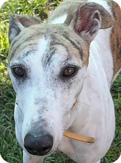 Greyhound Dog for Sale in Longwood, Florida - Lonesome Lori Greyhound Dog for Sale in Longwood, Florida - Lonesome Lori