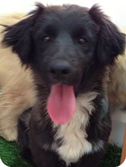 Corgi/Border Collie Mix Puppy for Sale in Thousand Oaks, California - Louie Corgi/Border Collie Mix Puppy for Sale in Thousand Oaks, California - Louie