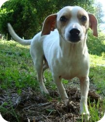Chihuahua/Whippet Mix Dog for Sale in Ocala, Florida - CheeWaaWaa (Reduced) Chihuahua/Whippet Mix Dog for Sale in Ocala, Florida - CheeWaaWaa (Reduced)