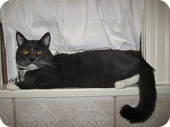 Domestic Shorthair Cat for Sale in La Canada Flintridge, California - Lucky Lewis Domestic Shorthair Cat for Sale in La Canada Flintridge, California - Lucky Lewis