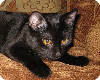 Domestic Shorthair Cat for Sale in Edmond, Oklahoma - Bullet Domestic Shorthair Cat for Sale in Edmond, Oklahoma - Bullet