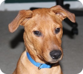 Labrador Retriever/Rhodesian Ridgeback Mix Puppy for Sale in Marlton, New Jersey - Mocha Labrador Retriever/Rhodesian Ridgeback Mix Puppy for Sale in Marlton, New Jersey - Mocha