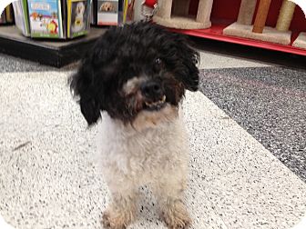 Poodle (Miniature) Dog for Sale in Van Nuys, California - Rasta Poodle (Miniature) Dog for Sale in Van Nuys, California - Rasta