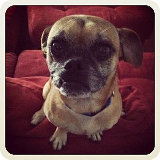 Pug/Chihuahua Mix Dog for Sale in Austin, Texas - Brewster Pug/Chihuahua Mix Dog for Sale in Austin, Texas - Brewster
