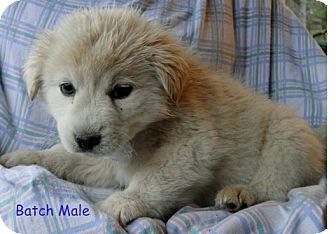 Australian Shepherd/Labrador Retriever Mix Puppy for Sale in Danbury, Connecticut - Batch ADOPTION PENDING Australian Shepherd/Labrador Retriever Mix Puppy for Sale in Danbury, Connecticut - Batch ADOPTION PENDING
