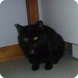 Domestic Shorthair Cat for Sale in Hamburg, New York - Larry Domestic Shorthair Cat for Sale in Hamburg, New York - Larry