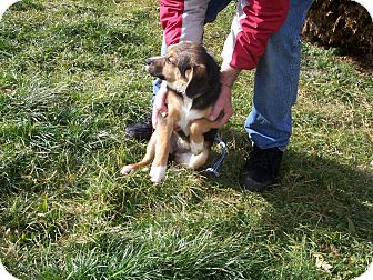 Beagle Mix Puppy for Sale in Germantown, Maryland - Scamp Beagle Mix Puppy for Sale in Germantown, Maryland - Scamp