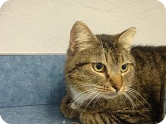 Domestic Shorthair Cat for Sale in Gainesville, Florida - Emilio Domestic Shorthair Cat for Sale in Gainesville, Florida - Emilio