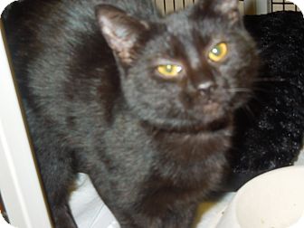 Domestic Shorthair Cat for Sale in Medina, Ohio - Ms. Drysdale Domestic Shorthair Cat for Sale in Medina, Ohio - Ms. Drysdale