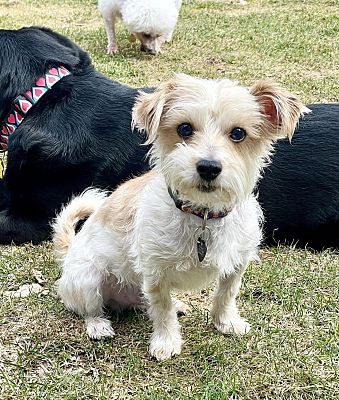 South Lyon Mi Maltese Yorkie Yorkshire Terrier Meet Captain Kirk A