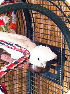 Cockatoo for Sale in St. Louis, Missouri - Macarena Cockatoo for Sale in St. Louis, Missouri - Macarena
