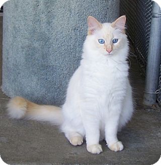 Domestic Longhair Cat for Sale in Grants Pass, Oregon - Tigger Domestic Longhair Cat for Sale in Grants Pass, Oregon - Tigger