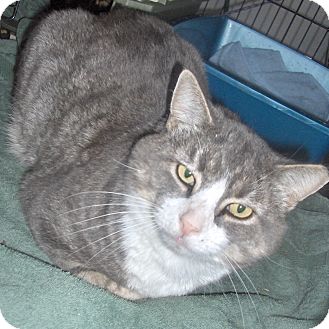 Domestic Shorthair Cat for Sale in Middletown, Connecticut - Mattie Domestic Shorthair Cat for Sale in Middletown, Connecticut - Mattie