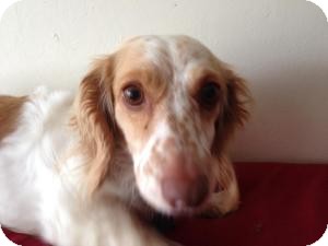 Dachshund Mix Dog for Sale in Atascadero, California - Aspen Dachshund Mix Dog for Sale in Atascadero, California - Aspen