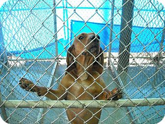 Hound (Unknown Type)/Redbone Coonhound Mix Dog for Sale in Sparta, New Jersey - Queen Anne Hound (Unknown Type)/Redbone Coonhound Mix Dog for Sale in Sparta, New Jersey - Queen Anne