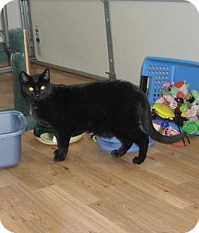 Domestic Shorthair Cat for Sale in Speonk, New York - Brody Domestic Shorthair Cat for Sale in Speonk, New York - Brody