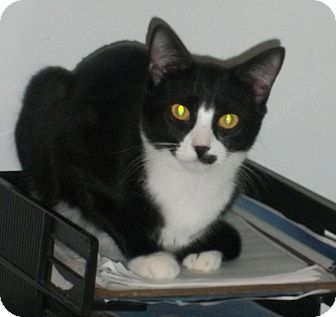 Domestic Shorthair Cat for Sale in New Haven, Connecticut - Alberta Domestic Shorthair Cat for Sale in New Haven, Connecticut - Alberta