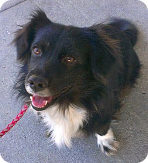 Border Collie Dog for Sale in Thousand Oaks, California - Ella Border Collie Dog for Sale in Thousand Oaks, California - Ella