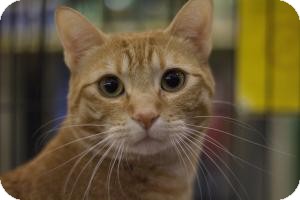 Domestic Shorthair Cat for Sale in Sacramento, California - Dylan Domestic Shorthair Cat for Sale in Sacramento, California - Dylan