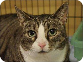 Domestic Shorthair Cat for Sale in Ocean City, New Jersey - Sneakers Domestic Shorthair Cat for Sale in Ocean City, New Jersey - Sneakers