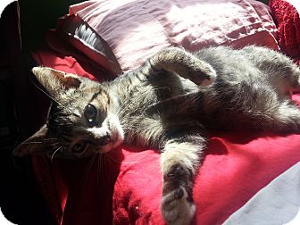 Domestic Shorthair Kitten for Sale in New York, New York - Tommy Domestic Shorthair Kitten for Sale in New York, New York - Tommy