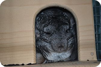Chinchilla for Sale in Selden, New York - Sage Chinchilla for Sale in Selden, New York - Sage