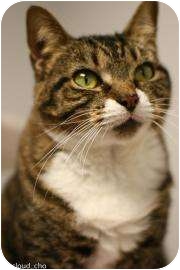 Domestic Shorthair Cat for Sale in Gainesville, Florida - Carmello Domestic Shorthair Cat for Sale in Gainesville, Florida - Carmello