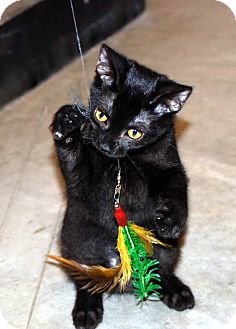 Domestic Shorthair Cat for Sale in Elfers, Florida - Starlight Domestic Shorthair Cat for Sale in Elfers, Florida - Starlight