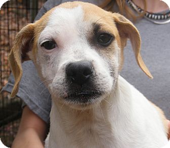 American Bulldog Mix Puppy for Sale in cumberland, Rhode Island - Jake American Bulldog Mix Puppy for Sale in cumberland, Rhode Island - Jake