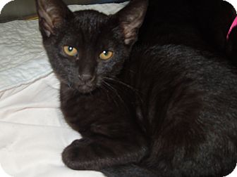 Domestic Shorthair Cat for Sale in Medina, Ohio - Clint Domestic Shorthair Cat for Sale in Medina, Ohio - Clint