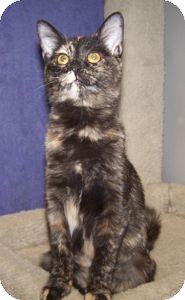 Domestic Shorthair Cat for Sale in Colorado Springs, Colorado - Gabby Domestic Shorthair Cat for Sale in Colorado Springs, Colorado - Gabby