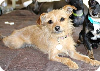 Terrier (Unknown Type, Small) Mix Dog for Sale in Temecula, California - Gypsy-5 lbs Terrier (Unknown Type, Small) Mix Dog for Sale in Temecula, California - Gypsy-5 lbs