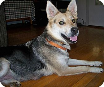German Shepherd Dog Mix Dog for Sale in Allentown, Pennsylvania - Maya Urgent!!! $300 adopt.fee German Shepherd Dog Mix Dog for Sale in Allentown, Pennsylvania - Maya Urgent!!! $300 adopt.fee