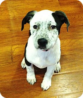 Blue Heeler/Labrador Retriever Mix Puppy for Sale in Torrance, California - DIAMOND Blue Heeler/Labrador Retriever Mix Puppy for Sale in Torrance, California - DIAMOND
