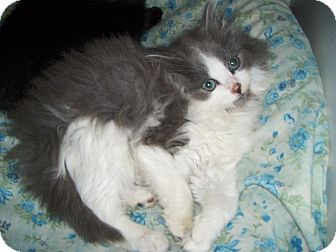 Norwegian Forest Cat Kitten for Sale in Pittstown, New Jersey - Sophia Norwegian Forest Cat Kitten for Sale in Pittstown, New Jersey - Sophia