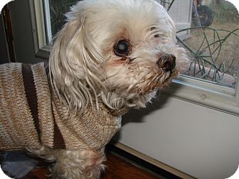 Maltese Dog for Sale in Chandler, Arizona - Oliver Maltese Dog for Sale in Chandler, Arizona - Oliver