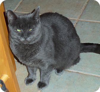 Domestic Shorthair Cat for Sale in Catasauqua, Pennsylvania - Julia Domestic Shorthair Cat for Sale in Catasauqua, Pennsylvania - Julia