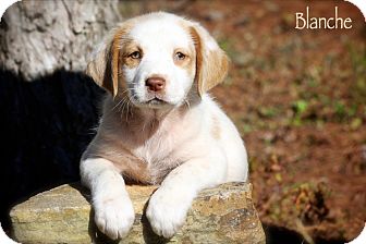 Spaniel (Unknown Type) Mix Puppy for Sale in Wilmington, Delaware - Blanche Spaniel (Unknown Type) Mix Puppy for Sale in Wilmington, Delaware - Blanche
