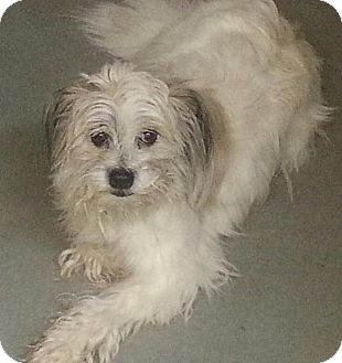 Lhasa Apso/Terrier (Unknown Type, Small) Mix Dog for Sale in North Olmsted, Ohio - Sharky Lhasa Apso/Terrier (Unknown Type, Small) Mix Dog for Sale in North Olmsted, Ohio - Sharky