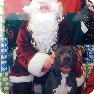 American Pit Bull Terrier Dog for Sale in Newtown, Connecticut - Leia American Pit Bull Terrier Dog for Sale in Newtown, Connecticut - Leia