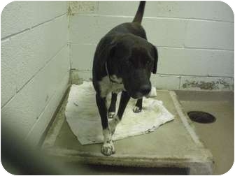 Labrador Retriever Mix Dog for Sale in New cumberland, West Virginia - Shadow Labrador Retriever Mix Dog for Sale in New cumberland, West Virginia - Shadow