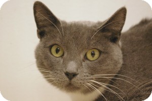 Domestic Shorthair Cat for Sale in Sacramento, California - Claire Domestic Shorthair Cat for Sale in Sacramento, California - Claire