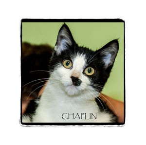 Domestic Shorthair Kitten for Sale in Warren, Pennsylvania - Chaplin Domestic Shorthair Kitten for Sale in Warren, Pennsylvania - Chaplin