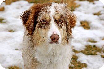 Australian Shepherd Mix Dog for Sale in Meridian, Idaho - Harley Australian Shepherd Mix Dog for Sale in Meridian, Idaho - Harley