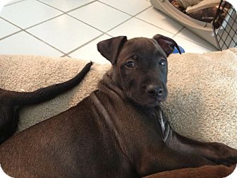 American Bulldog/Labrador Retriever Mix Puppy for Sale in Dry Branch, Georgia - Mace American Bulldog/Labrador Retriever Mix Puppy for Sale in Dry Branch, Georgia - Mace