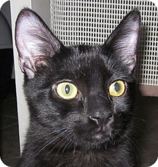 Domestic Shorthair Kitten for Sale in Winchester, California - Legato Domestic Shorthair Kitten for Sale in Winchester, California - Legato