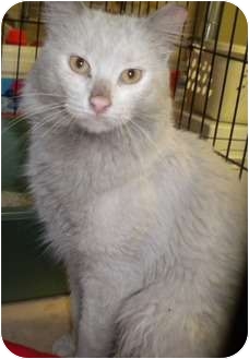 Turkish Angora Cat for Sale in Forest Hills, New York - Tommy Turkish Angora Cat for Sale in Forest Hills, New York - Tommy