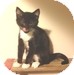 Domestic Shorthair Kitten for Sale in Vancouver, British Columbia - Suzie Q Domestic Shorthair Kitten for Sale in Vancouver, British Columbia - Suzie Q