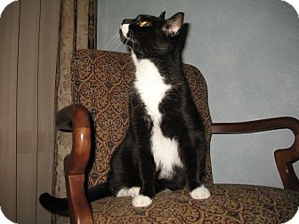 Domestic Shorthair Cat for Sale in Euless, Texas - Tuxedo Tux Domestic Shorthair Cat for Sale in Euless, Texas - Tuxedo Tux