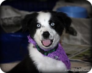Australian Shepherd/Labrador Retriever Mix Puppy for Sale in Marlton, New Jersey - Haley Australian Shepherd/Labrador Retriever Mix Puppy for Sale in Marlton, New Jersey - Haley